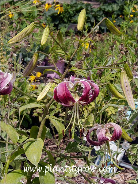 The petals are reflexed tightly back to the stem of the flower.
